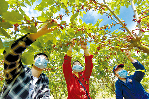 游客在樊口街道得胜采摘园采摘桑葚