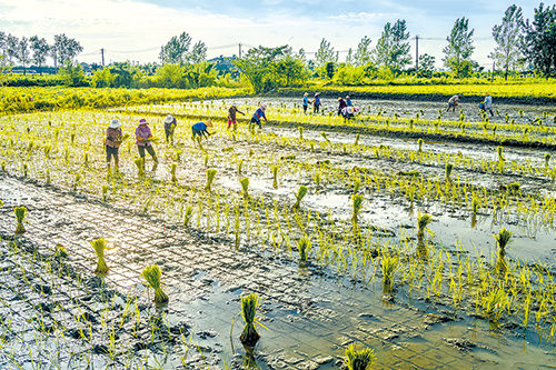 农民在蒲团乡小庙村的农田里插秧