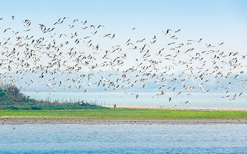 成群结队的水鸟在梁子湖上空飞翔