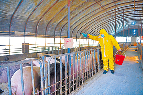 方意渡养猪专业合作社工作人员在投喂饲料