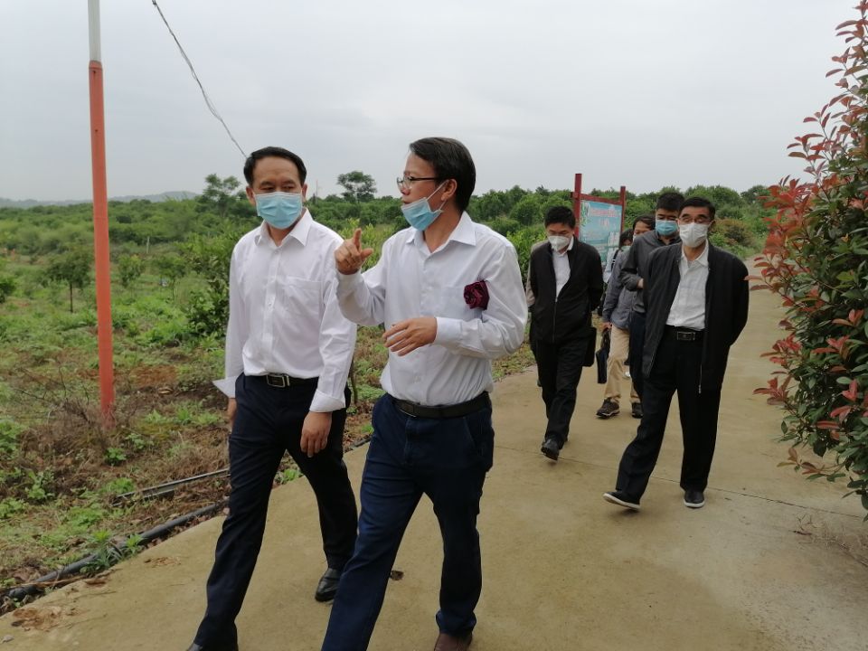 5月21日，华中农业大学国家现代农业（柑橘）体系岗位科学家伊华林（左二）指导我市胡柚产业基地.jpg