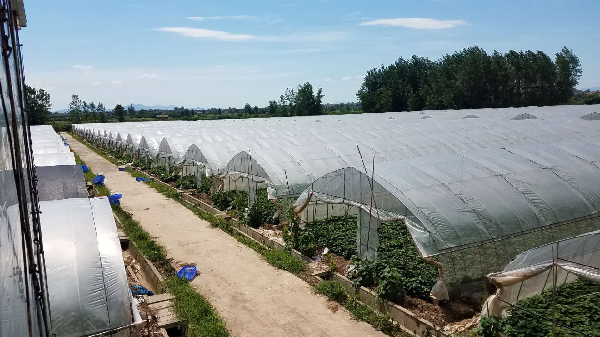 绿康蔬菜合作社蔬菜大棚.jpg
