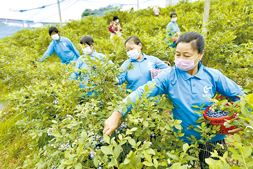 涂家垴镇碧绿蓝莓基地采摘蓝莓.jpg