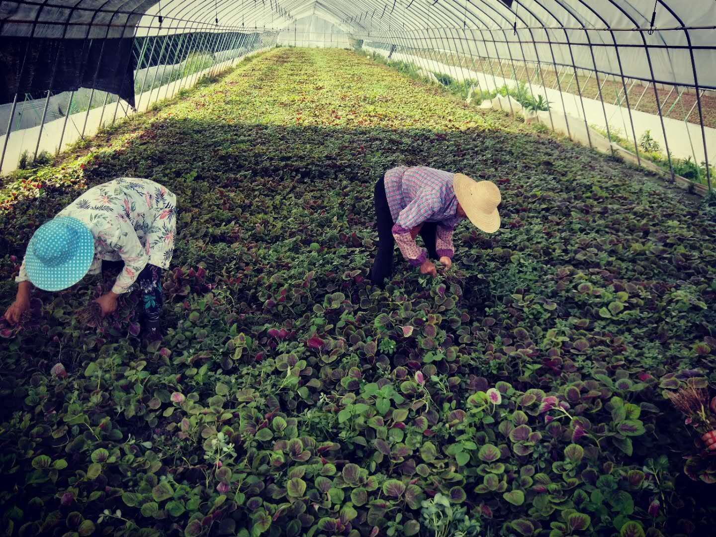 伟业绿色蔬菜种植基地蔬菜大棚采摘苋菜.jpg